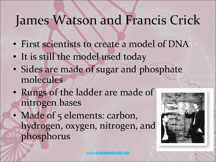 James Watson and Francis Crick • First scientists to create a model of DNA