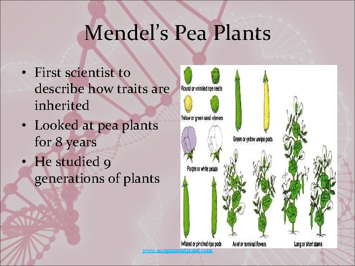 Mendel’s Pea Plants • First scientist to describe how traits are inherited • Looked