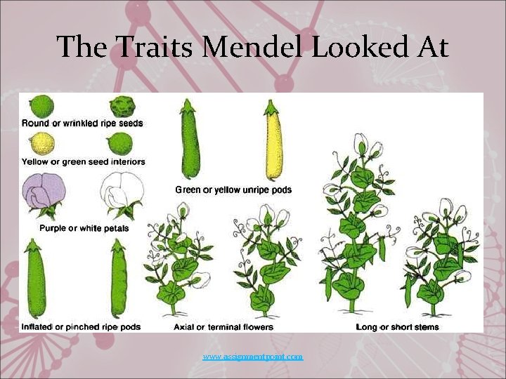 The Traits Mendel Looked At www. assignmentpoint. com 