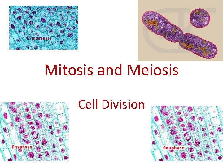 Mitosis and Meiosis Cell Division 