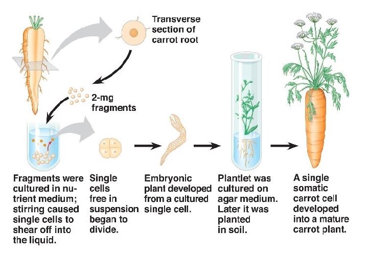 Plant vs. Animal Cells • Under normal conditions once an animal cell becomes specialized