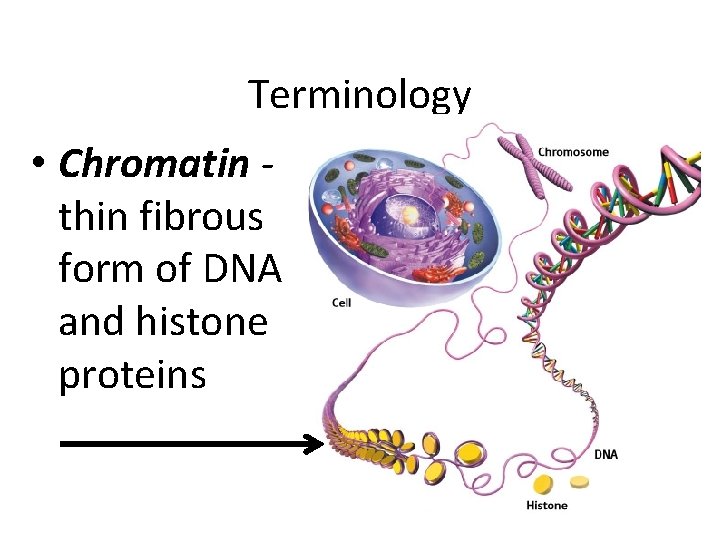 Terminology • Chromatin thin fibrous form of DNA and histone proteins 