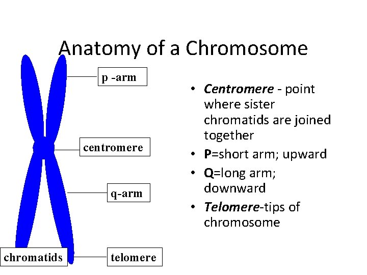 Anatomy of a Chromosome p -arm centromere q-arm chromatids telomere • Centromere - point