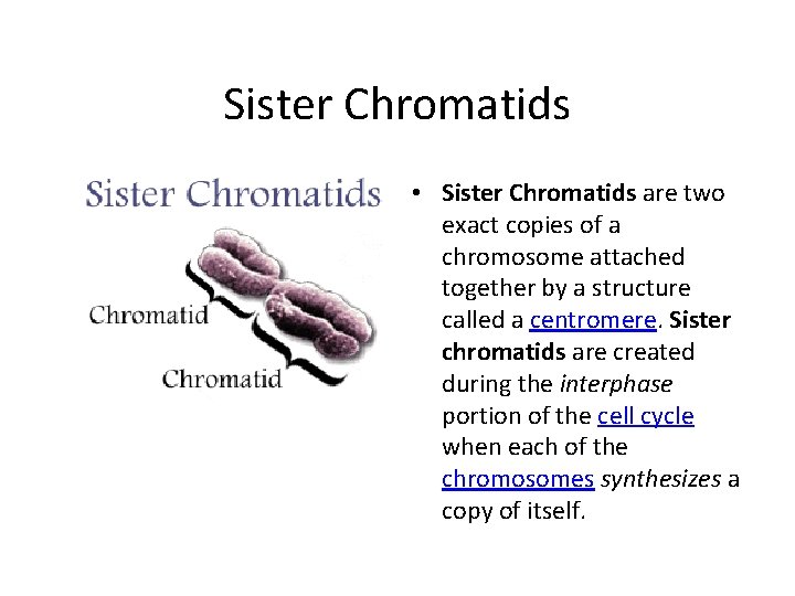 Sister Chromatids • Sister Chromatids are two exact copies of a chromosome attached together