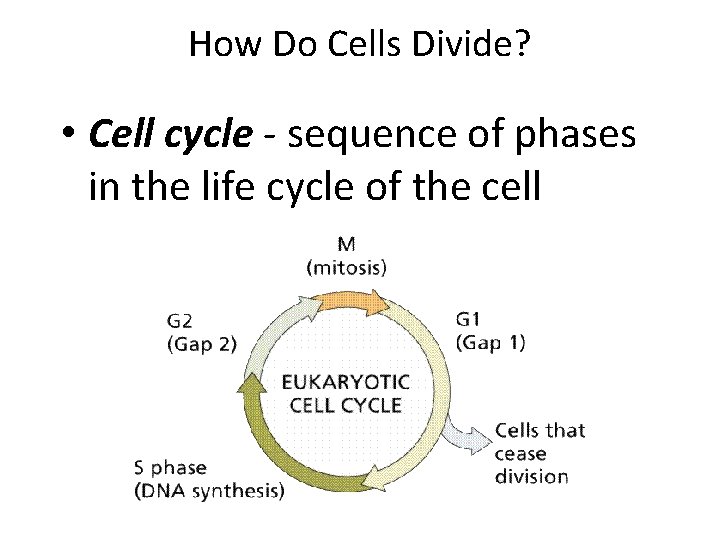 How Do Cells Divide? • Cell cycle - sequence of phases in the life