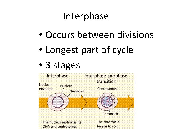 Interphase • Occurs between divisions • Longest part of cycle • 3 stages 