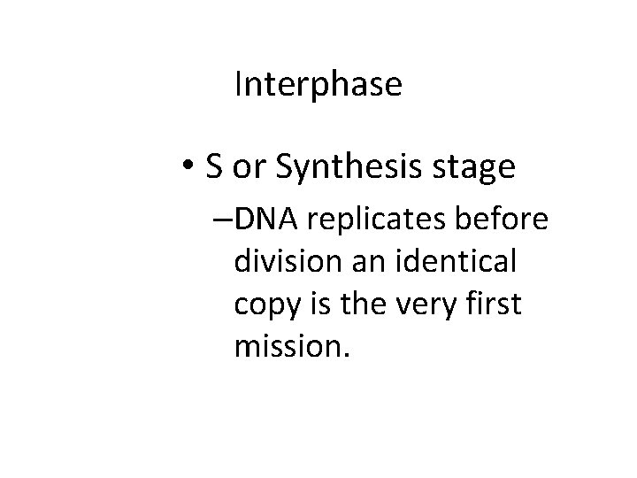 Interphase • S or Synthesis stage –DNA replicates before division an identical copy is