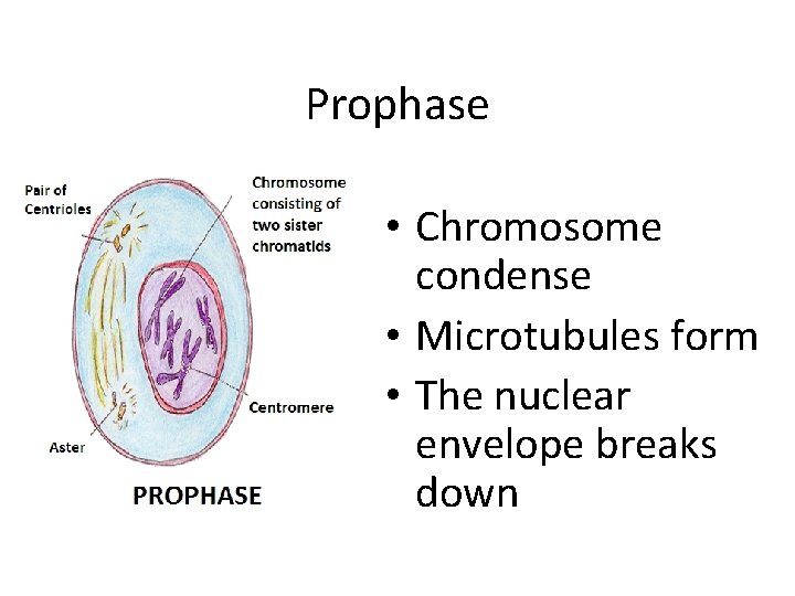 Prophase • Chromosome condense • Microtubules form • The nuclear envelope breaks down 