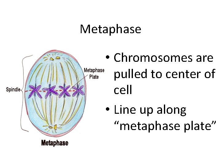 Metaphase • Chromosomes are pulled to center of cell • Line up along “metaphase