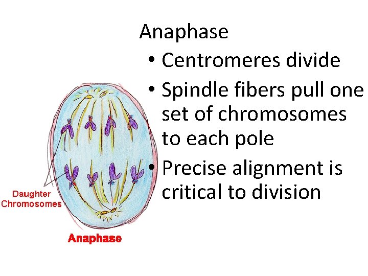 Anaphase • Centromeres divide • Spindle fibers pull one set of chromosomes to each