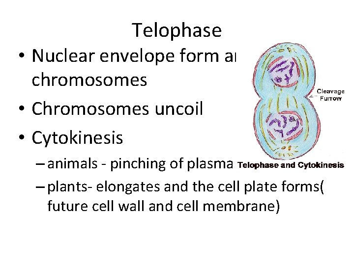 Telophase • Nuclear envelope form around chromosomes • Chromosomes uncoil • Cytokinesis – animals