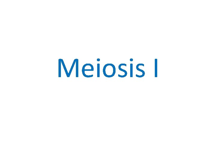 Meiosis I 