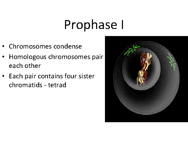 Prophase I • Chromosomes condense • Homologous chromosomes pair w/ each other • Each