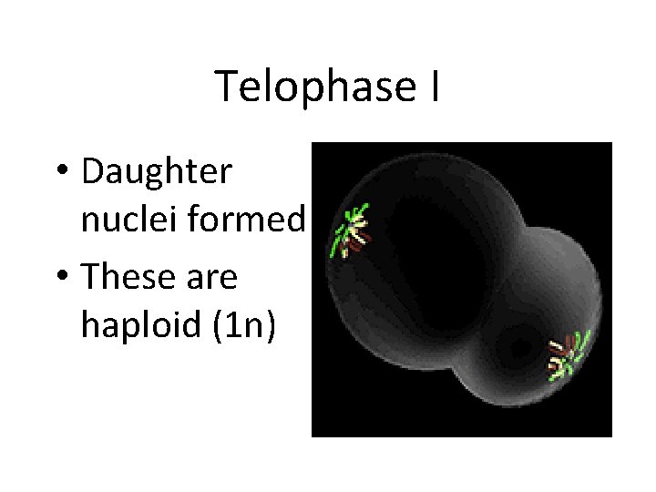 Telophase I • Daughter nuclei formed • These are haploid (1 n) 