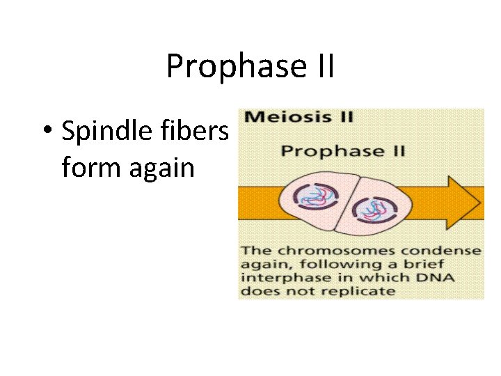 Prophase II • Spindle fibers form again 