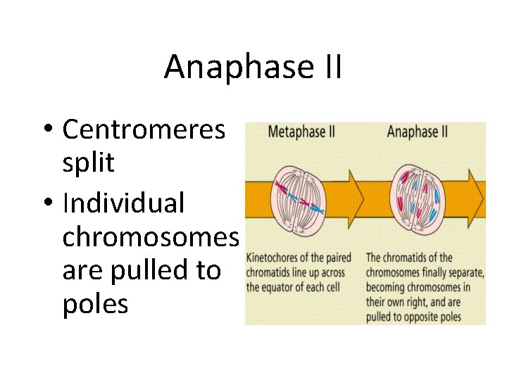 Anaphase II • Centromeres split • Individual chromosomes are pulled to poles 