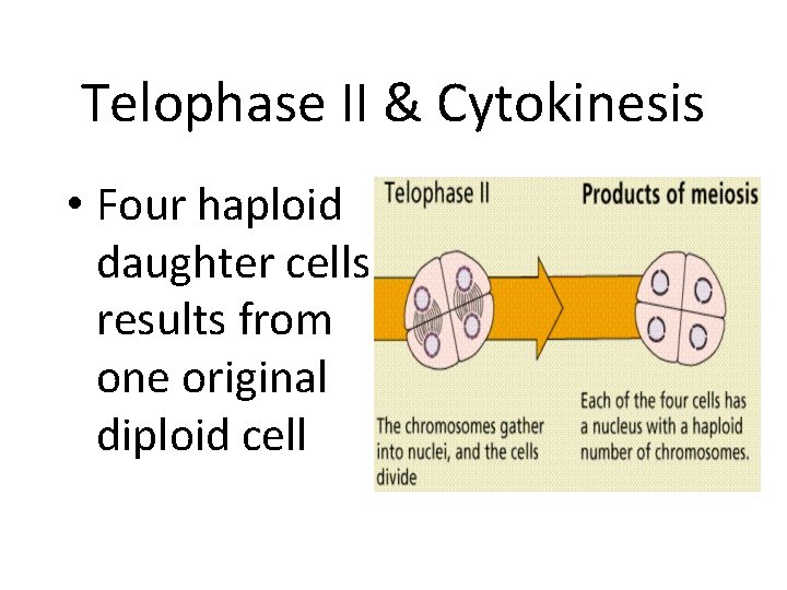 Telophase II & Cytokinesis • Four haploid daughter cells results from one original diploid