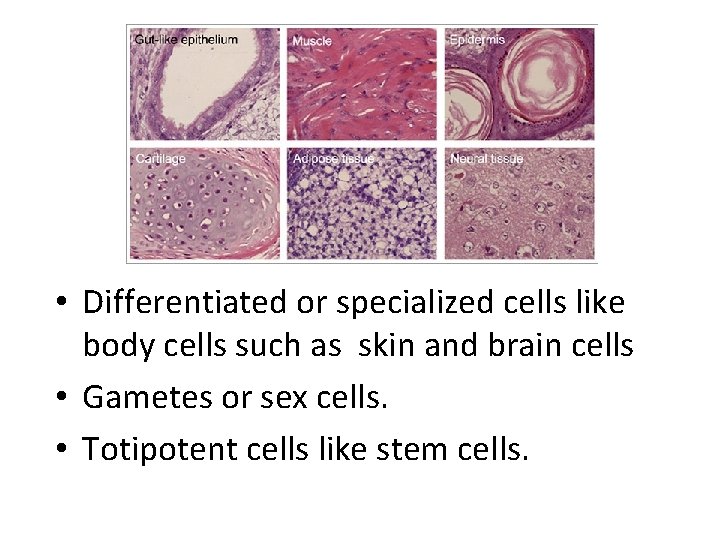 What kind of cells divide? • Differentiated or specialized cells like body cells such