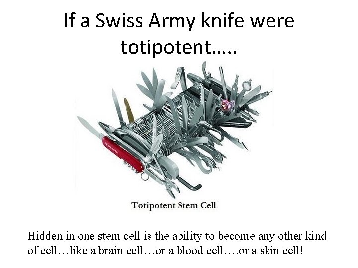 If a Swiss Army knife were totipotent…. . Hidden in one stem cell is