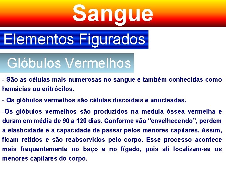 Sangue Elementos Figurados Glóbulos Vermelhos - São as células mais numerosas no sangue e