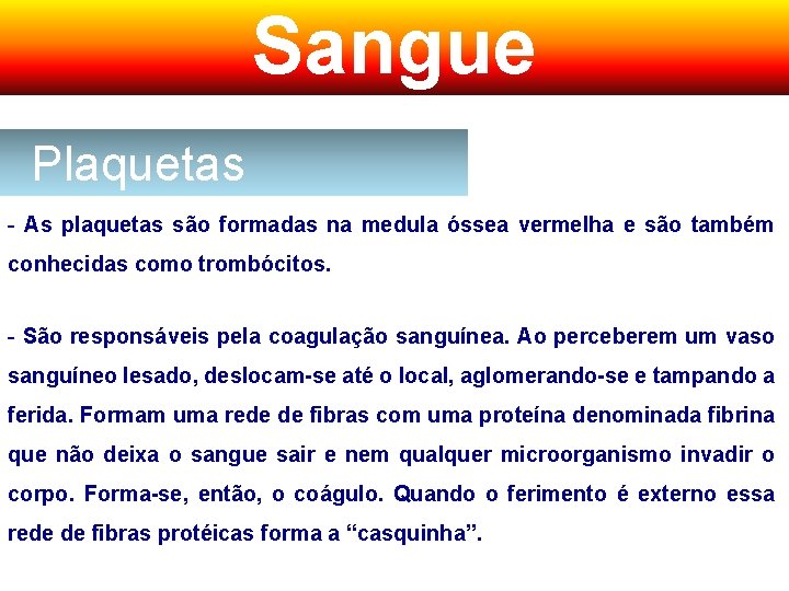 Sangue Plaquetas - As plaquetas são formadas na medula óssea vermelha e são também