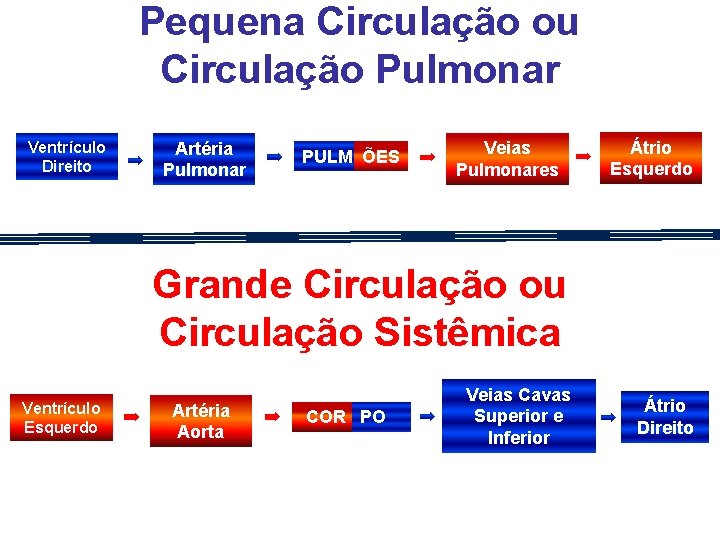 Pequena Circulação ou Circulação Pulmonar Ventrículo Direito Artéria Pulmonar PULM ÕES Veias Pulmonares Átrio