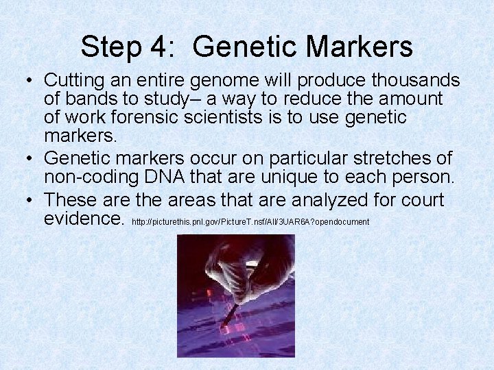 Step 4: Genetic Markers • Cutting an entire genome will produce thousands of bands