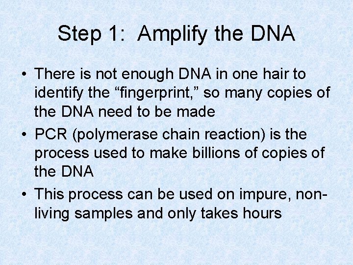 Step 1: Amplify the DNA • There is not enough DNA in one hair