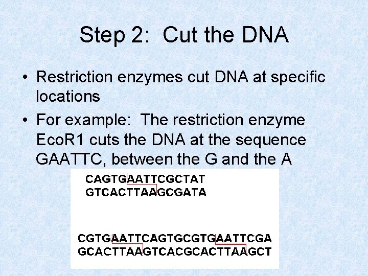 Step 2: Cut the DNA • Restriction enzymes cut DNA at specific locations •