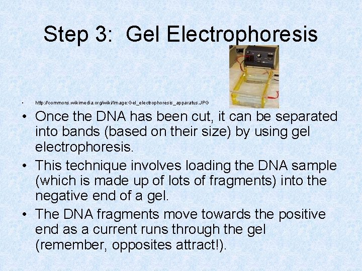 Step 3: Gel Electrophoresis • http: //commons. wikimedia. org/wiki/Image: Gel_electrophoresis_apparatus. JPG • Once the