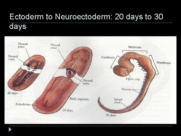 Ectoderm to Neuroectoderm: 20 days to 30 days 