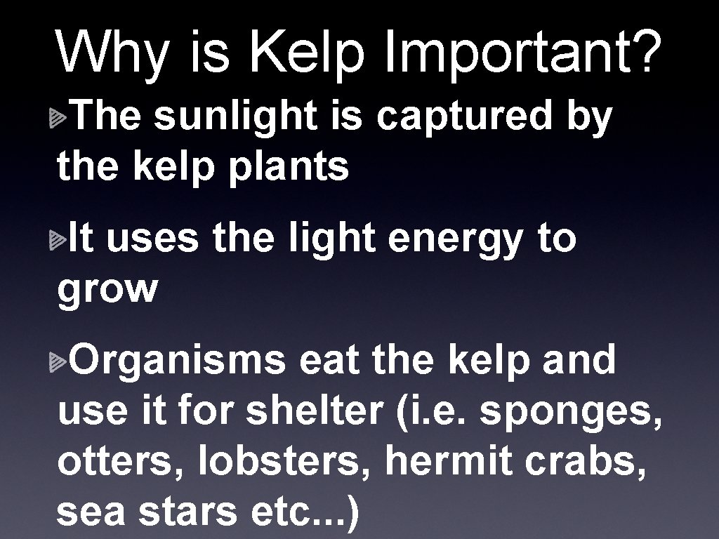 Why is Kelp Important? The sunlight is captured by the kelp plants It uses