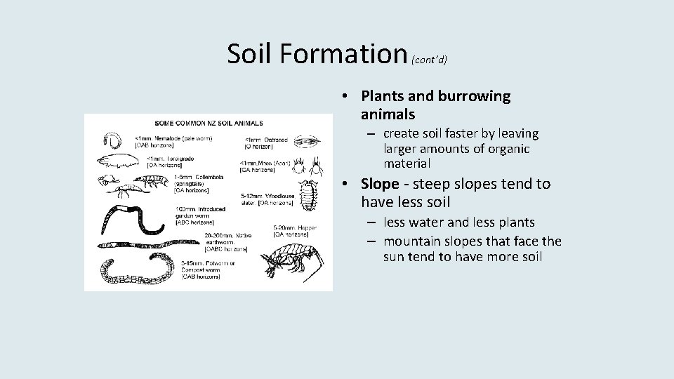 Soil Formation (cont’d) • Plants and burrowing animals – create soil faster by leaving