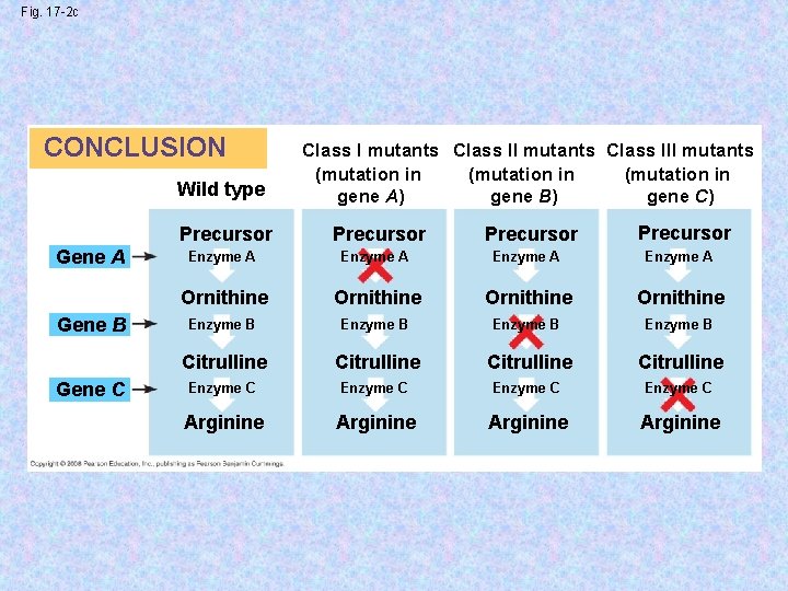Fig. 17 -2 c CONCLUSION Wild type Precursor Gene A Gene B Gene C