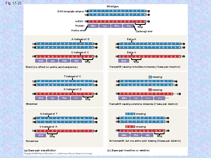 Fig. 17 -23 Wild-type DNA template strand 3 5 5 3 m. RNA 5