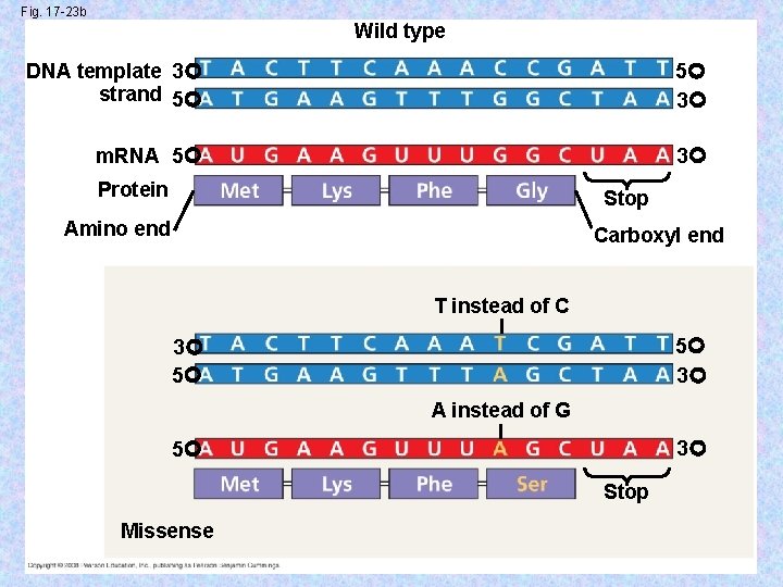 Fig. 17 -23 b Wild type DNA template 3 strand 5 5 3 m.