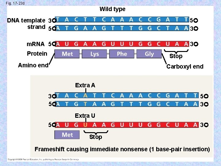 Fig. 17 -23 d Wild type DNA template 3 strand 5 5 3 m.