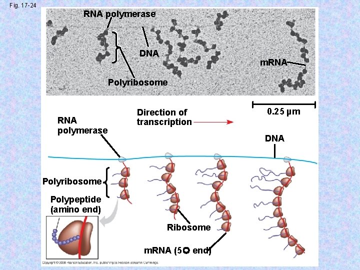 Fig. 17 -24 RNA polymerase DNA m. RNA Polyribosome RNA polymerase Direction of transcription