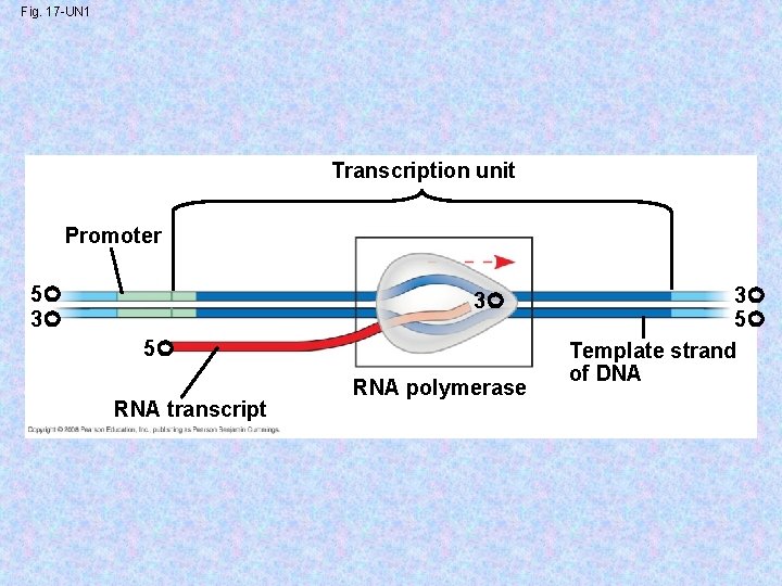 Fig. 17 -UN 1 Transcription unit Promoter 5 3 3 5 RNA transcript RNA