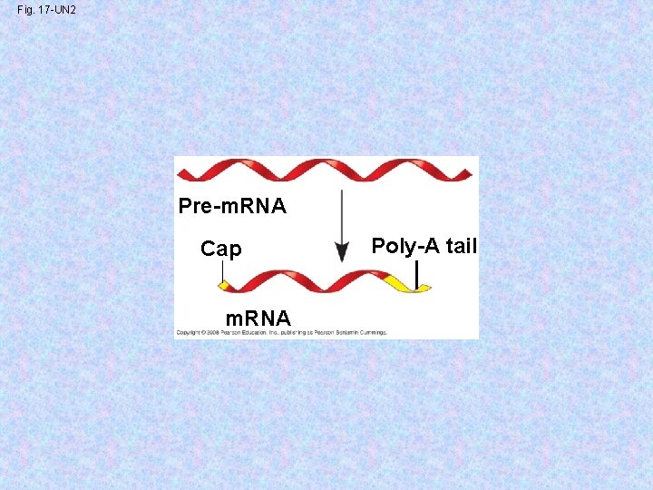 Fig. 17 -UN 2 Pre-m. RNA Cap m. RNA Poly-A tail 