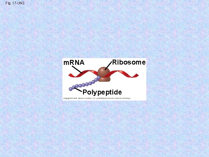 Fig. 17 -UN 3 m. RNA Ribosome Polypeptide 