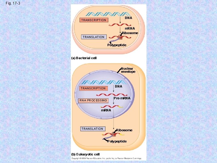 Fig. 17 -3 DNA TRANSCRIPTION m. RNA Ribosome TRANSLATION Polypeptide (a) Bacterial cell Nuclear