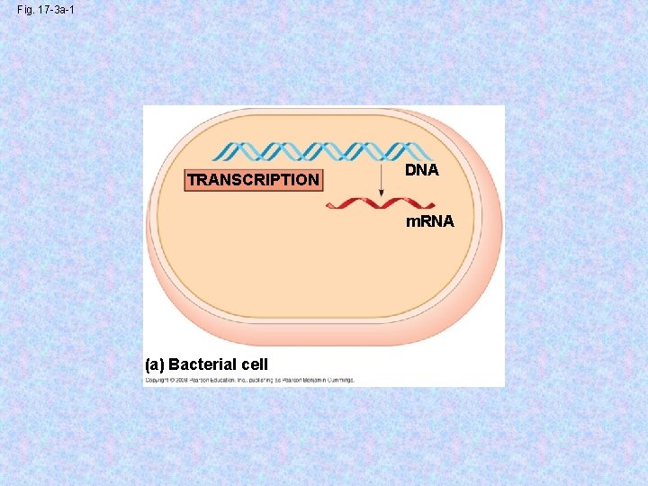 Fig. 17 -3 a-1 TRANSCRIPTION DNA m. RNA (a) Bacterial cell 