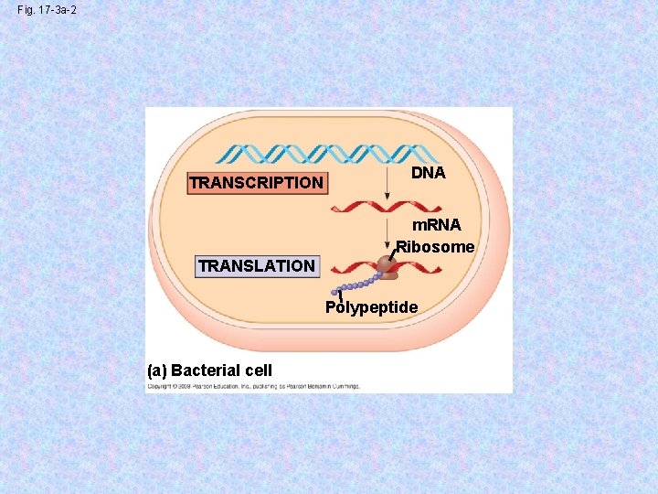 Fig. 17 -3 a-2 TRANSCRIPTION DNA m. RNA Ribosome TRANSLATION Polypeptide (a) Bacterial cell