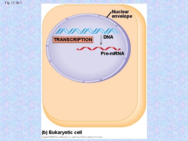 Fig. 17 -3 b-1 Nuclear envelope TRANSCRIPTION DNA Pre-m. RNA (b) Eukaryotic cell 