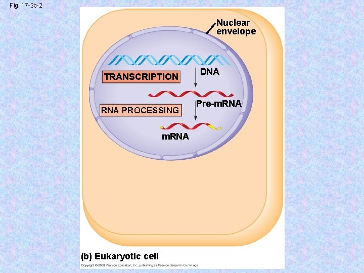 Fig. 17 -3 b-2 Nuclear envelope TRANSCRIPTION RNA PROCESSING m. RNA (b) Eukaryotic cell