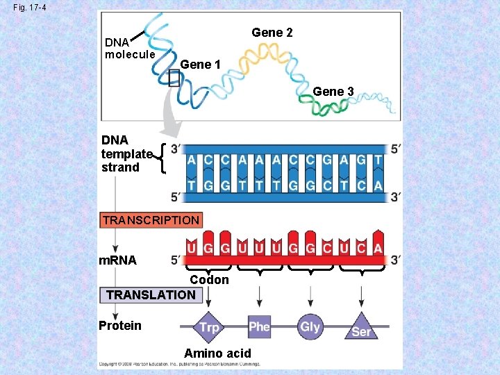 Fig. 17 -4 DNA molecule Gene 2 Gene 1 Gene 3 DNA template strand