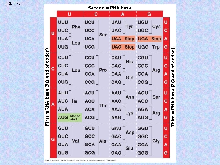 Third m. RNA base (3 end of codon) First m. RNA base (5 end