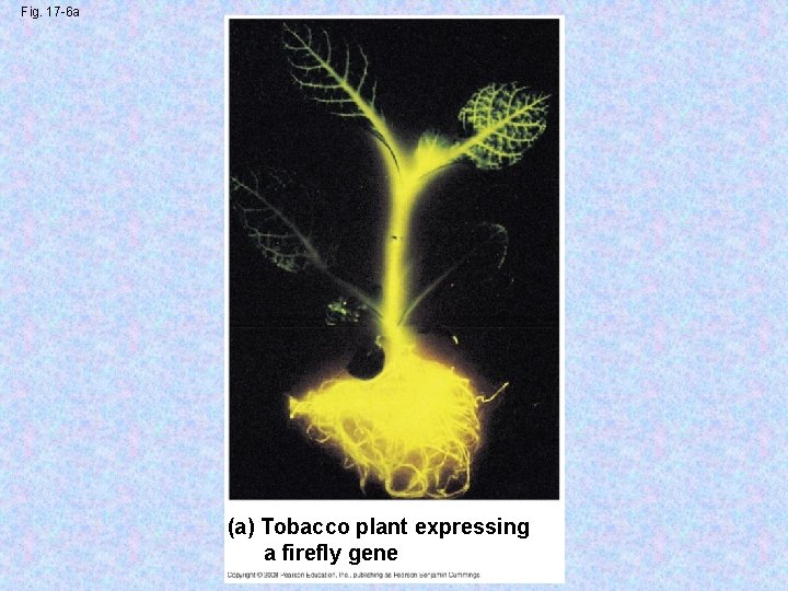 Fig. 17 -6 a (a) Tobacco plant expressing a firefly gene 