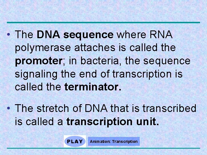  • The DNA sequence where RNA polymerase attaches is called the promoter; in